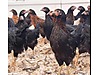 Pets & Livestock / Poultry & Fowl / Chickens