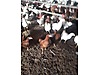 Pets & Livestock / Poultry & Fowl / Chickens