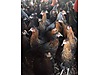 Pets & Livestock / Poultry & Fowl / Chickens