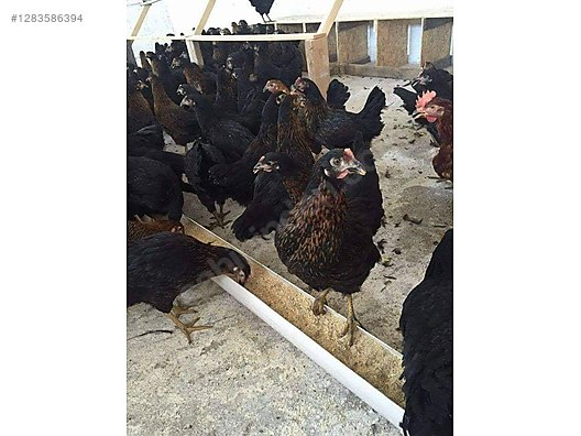 Pets & Livestock / Poultry & Fowl / Chickens