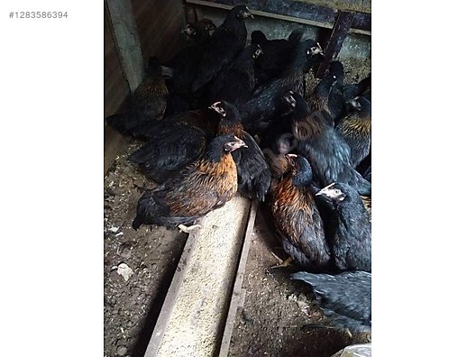 Pets & Livestock / Poultry & Fowl / Chickens