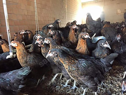 Pets & Livestock / Poultry & Fowl / Chickens