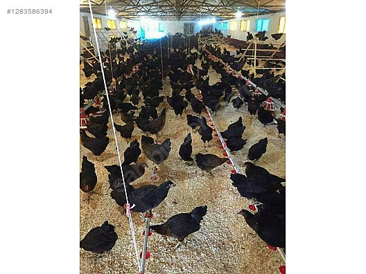 Pets & Livestock / Poultry & Fowl / Chickens