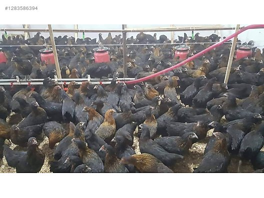 Pets & Livestock / Poultry & Fowl / Chickens