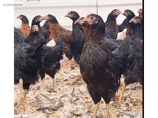 Pets & Livestock / Poultry & Fowl / Chickens