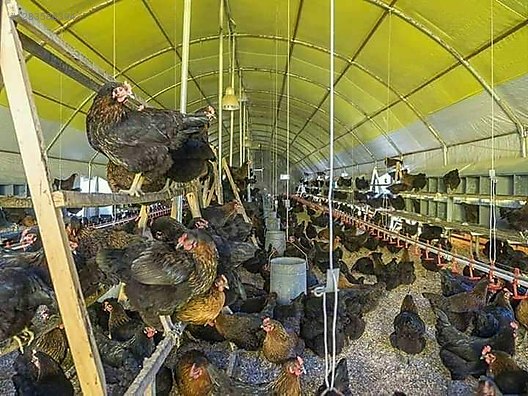 Pets & Livestock / Poultry & Fowl / Chickens