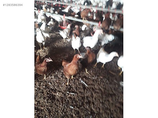 Pets & Livestock / Poultry & Fowl / Chickens