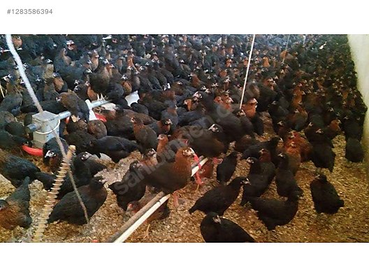 Pets & Livestock / Poultry & Fowl / Chickens