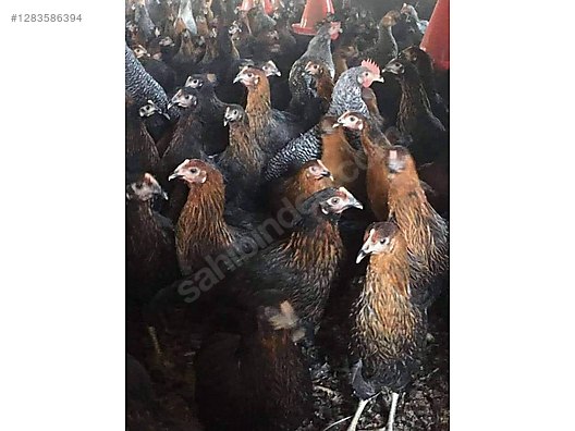 Pets & Livestock / Poultry & Fowl / Chickens