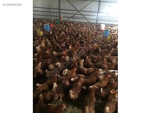 Pets & Livestock / Poultry & Fowl / Chickens