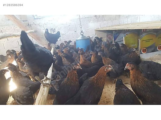 Pets & Livestock / Poultry & Fowl / Chickens