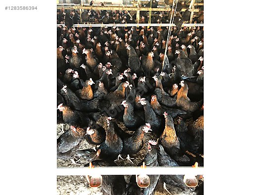 Pets & Livestock / Poultry & Fowl / Chickens