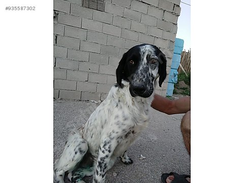 Kopek English Setter Ankara Kopuk Icin Yuva Ariyoruz Sahibinden Comda 935587302