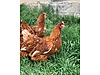 Pets & Livestock / Poultry & Fowl / Chickens
