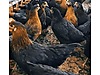 Pets & Livestock / Poultry & Fowl / Chickens