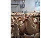 Pets & Livestock / Poultry & Fowl / Chickens