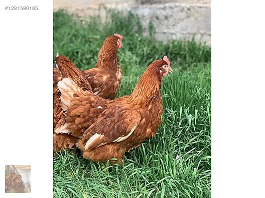 Pets & Livestock / Poultry & Fowl / Chickens