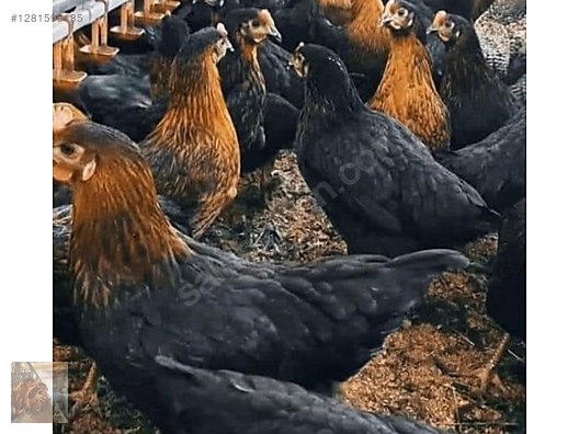 Pets & Livestock / Poultry & Fowl / Chickens