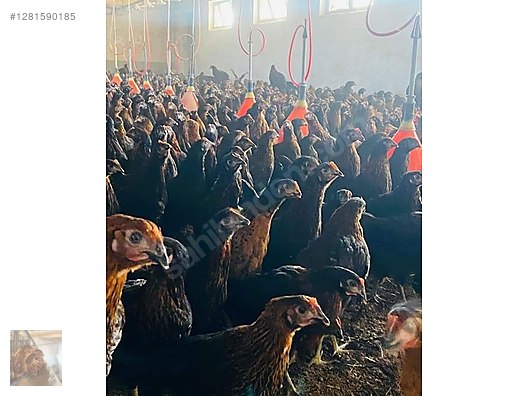 Pets & Livestock / Poultry & Fowl / Chickens