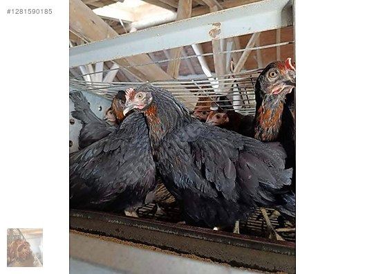 Pets & Livestock / Poultry & Fowl / Chickens