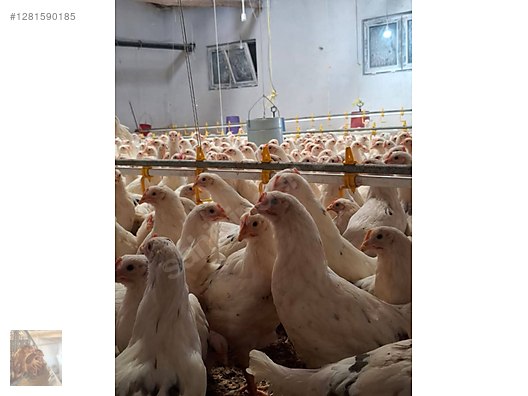 Pets & Livestock / Poultry & Fowl / Chickens