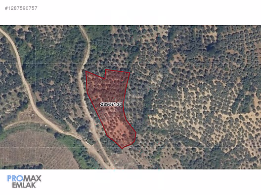 Promax'tan, Yalıçiftlik Köyünde Yolu Olan 4424m2 Zeytinlik