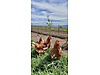 Pets & Livestock / Poultry & Fowl / Chickens