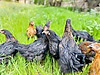 Pets & Livestock / Poultry & Fowl / Chickens