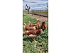 Pets & Livestock / Poultry & Fowl / Chickens