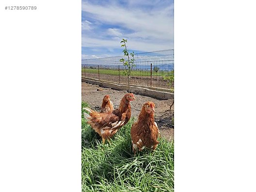 Pets & Livestock / Poultry & Fowl / Chickens