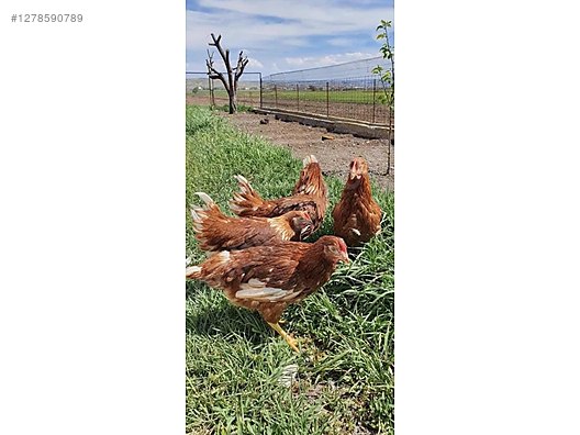 Pets & Livestock / Poultry & Fowl / Chickens