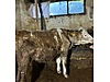 Pets & Livestock / Large Livestock / Cows