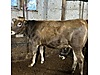 Pets & Livestock / Large Livestock / Cows