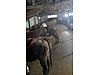 Pets & Livestock / Large Livestock / Cows