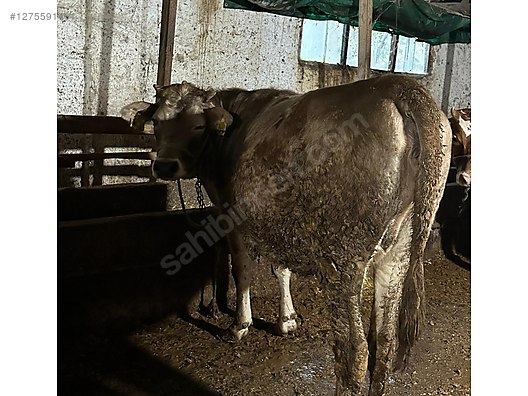 Pets & Livestock / Large Livestock / Cows