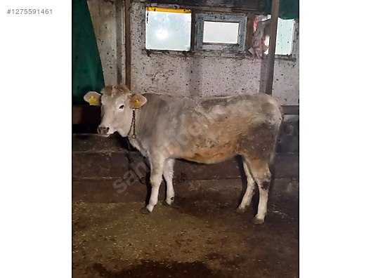 Pets & Livestock / Large Livestock / Cows