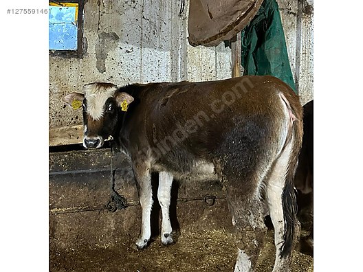 Pets & Livestock / Large Livestock / Cows