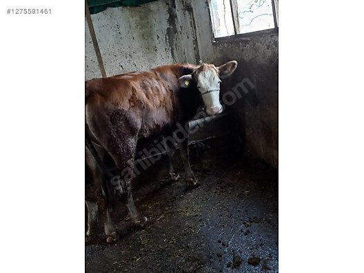 Pets & Livestock / Large Livestock / Cows