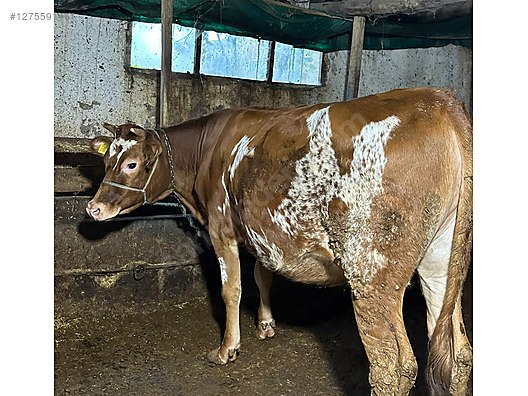 Pets & Livestock / Large Livestock / Cows