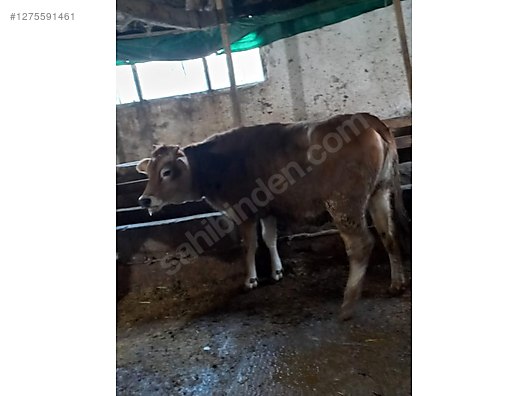 Pets & Livestock / Large Livestock / Cows