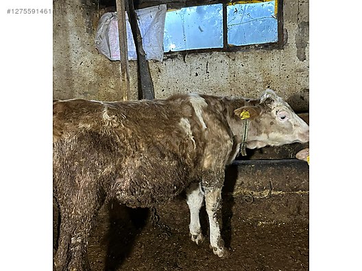 Pets & Livestock / Large Livestock / Cows