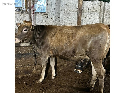 Pets & Livestock / Large Livestock / Cows