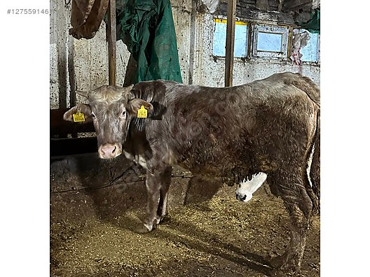 Pets & Livestock / Large Livestock / Cows