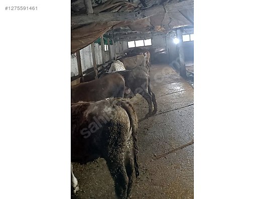 Pets & Livestock / Large Livestock / Cows