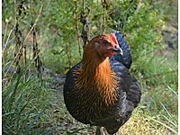 Buyukcekmece Satilik Tavuk Cinsleri Ve Fiyatlari Sahibinden Com Da