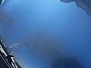 Vasıta / Otomobil / Citroen / C-Elysée / 1.5 BlueHDI / Feel