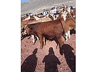 Kars Güneş Hayvancılık Uygun Fiyat Verenlere inanmayin #163593940