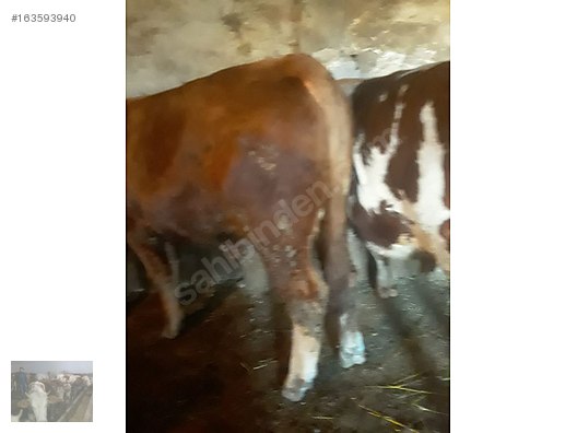 Pets & Livestock / Large Livestock / Bulls