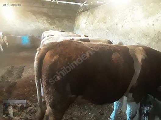 Pets & Livestock / Large Livestock / Bulls