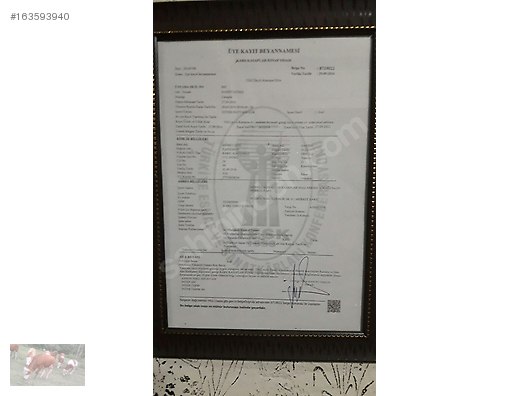 Pets & Livestock / Large Livestock / Bulls